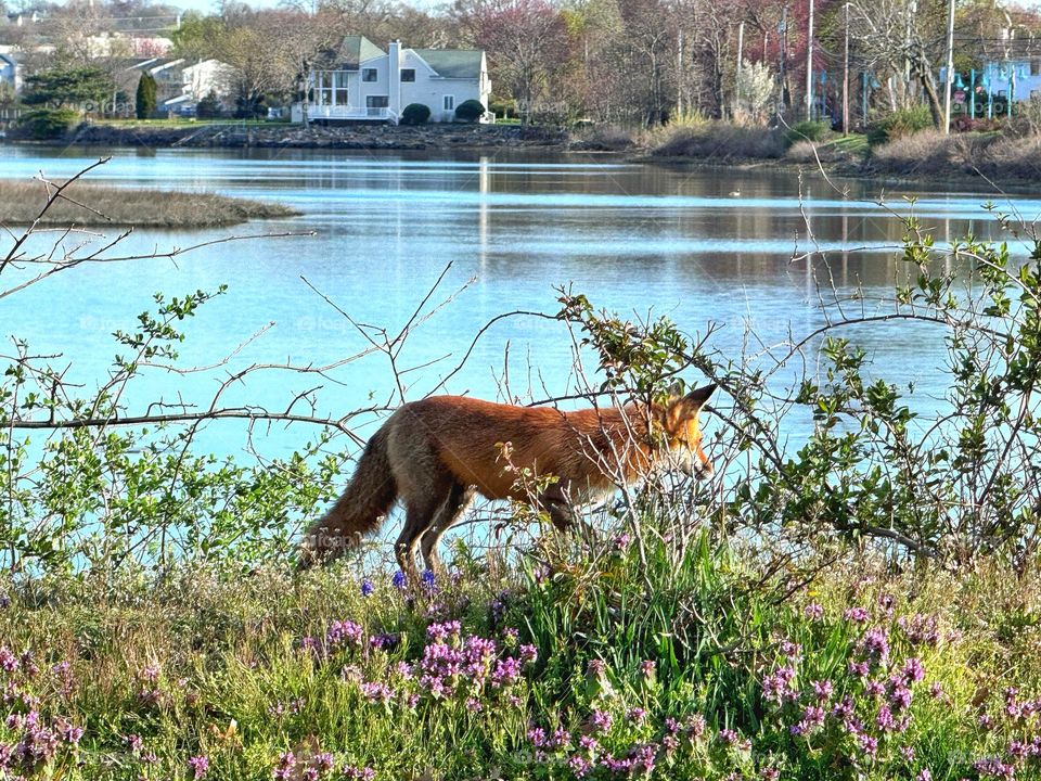 Wild fox seen at the seaside 