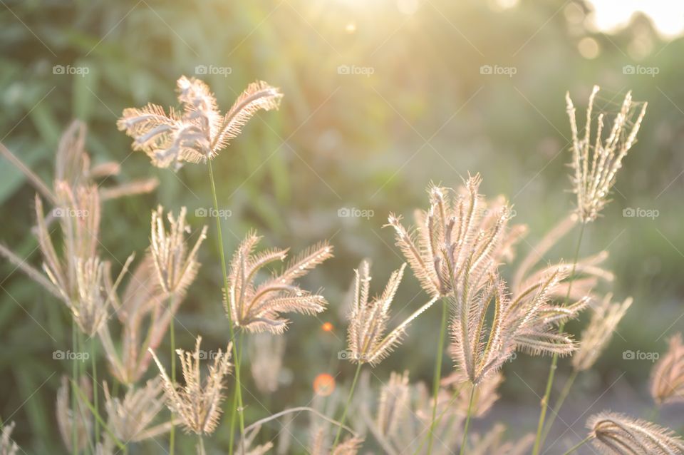 Swollen finger grass. Swollen finger grass (Chloris barbata Sw.)