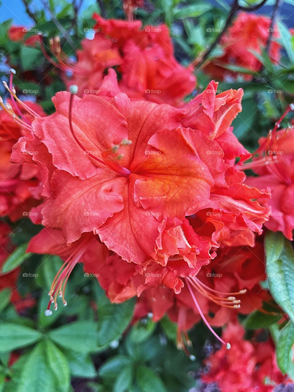 Gibraltar Azalea in my garden 