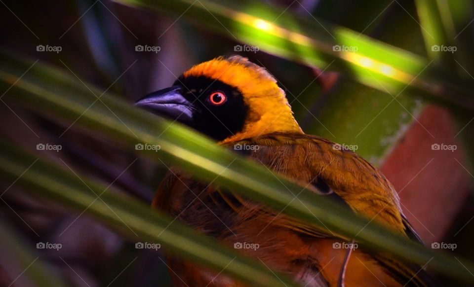 Beautiful yellow bird with red eye
