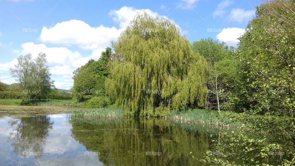 Weeping willow tree over a pond showing reflections, wood, grass and sky in the countryside 