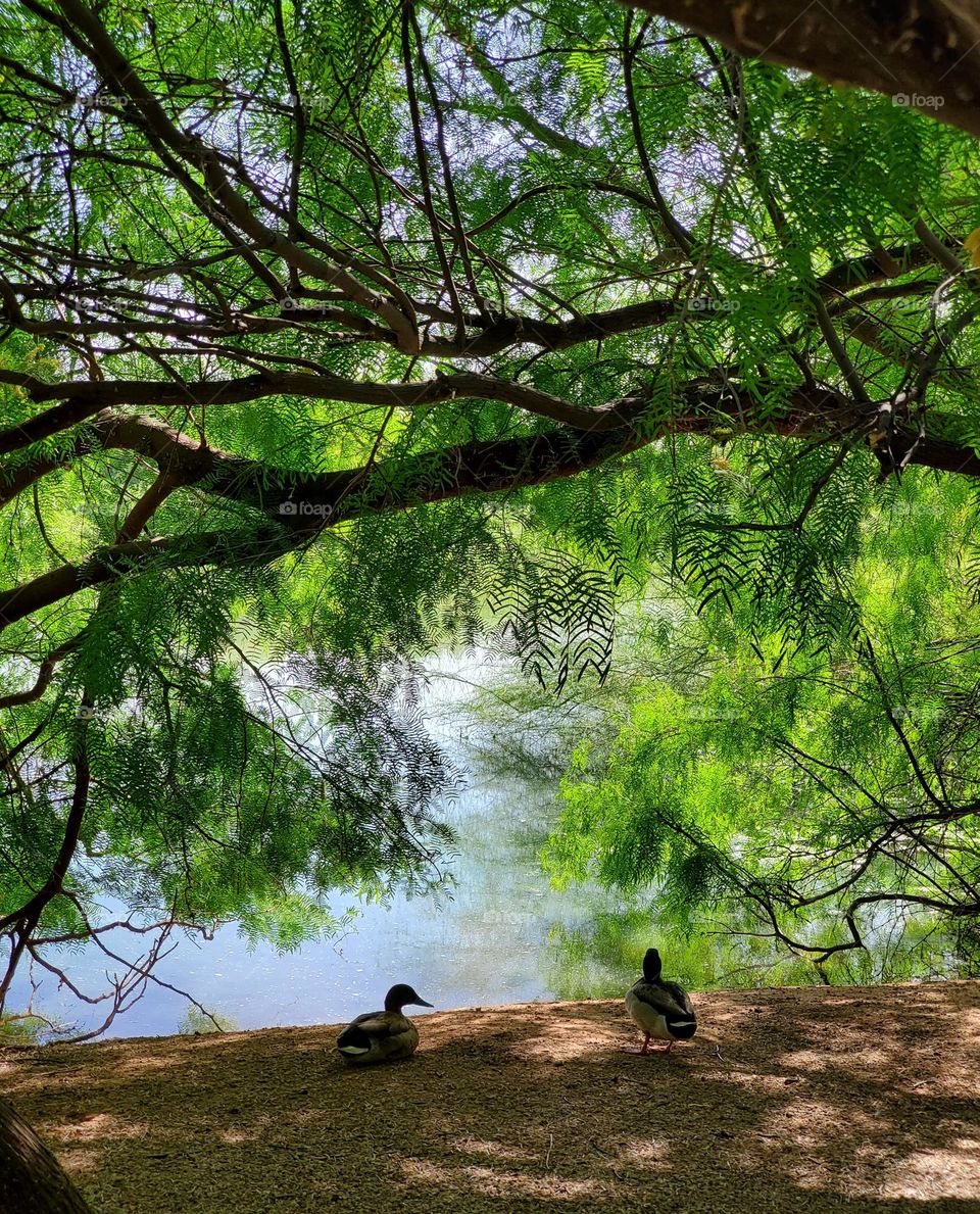 Two Ducks under a Beautiful Tree