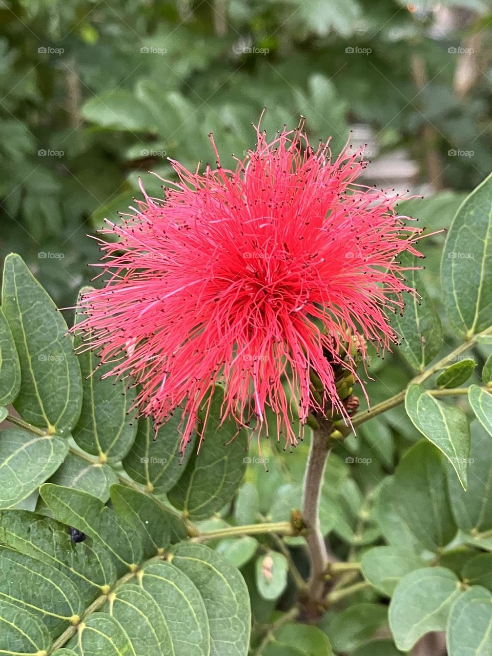 Flower as a houpette