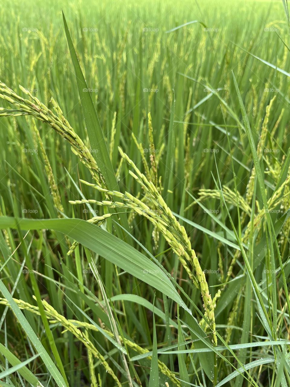 My family grows jasmine rice in Nakhon Sawan province @ Thailand 🇹🇭