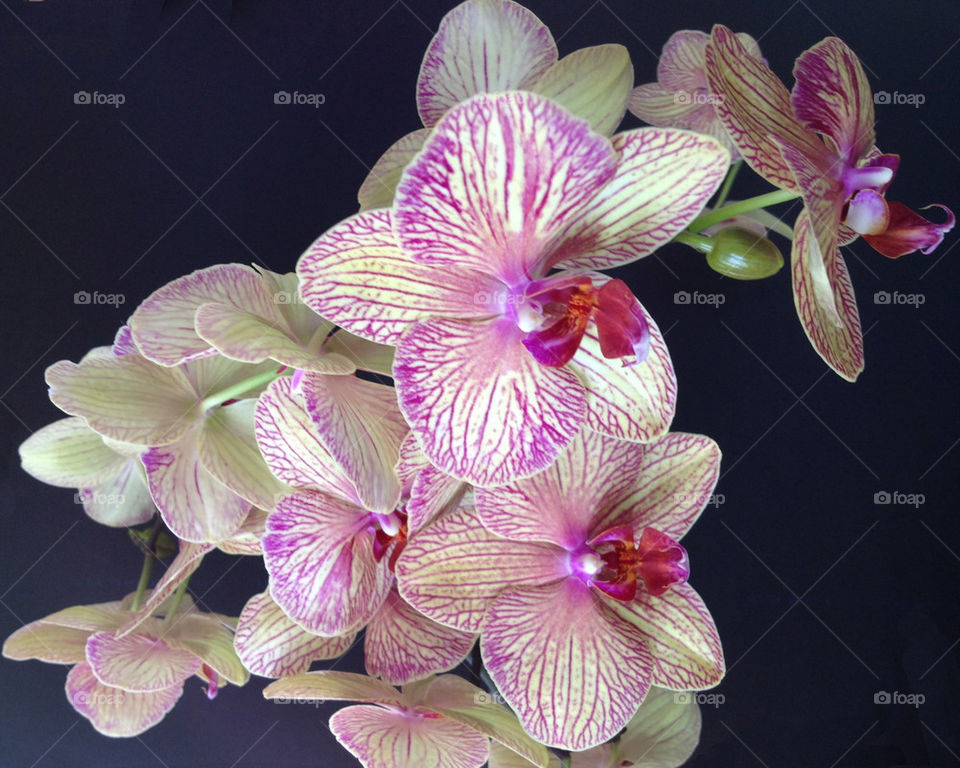 orchid bouquet phalaenopsis blume by miowan