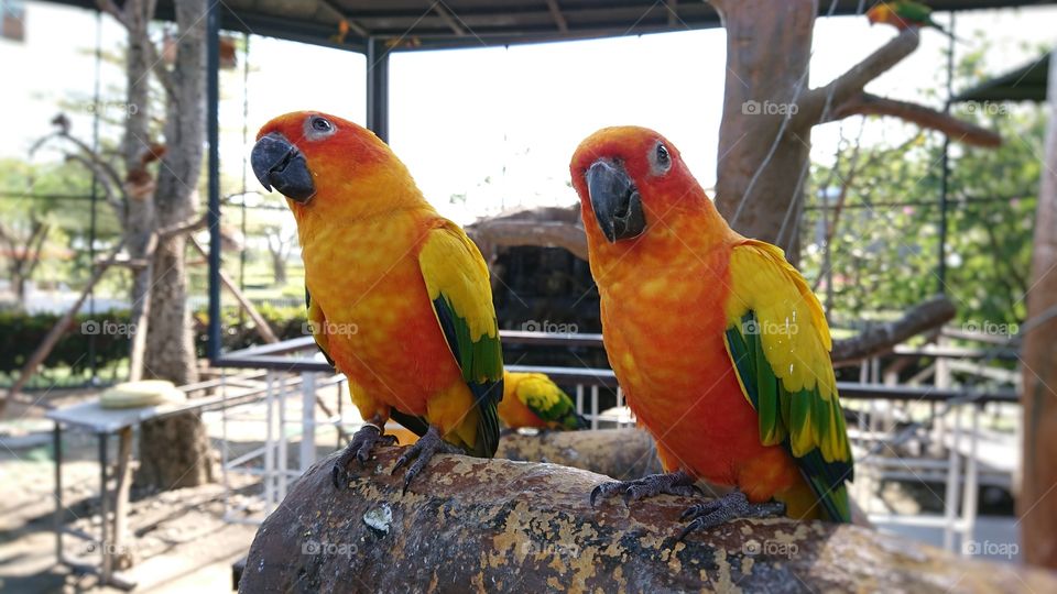 twin parrots.