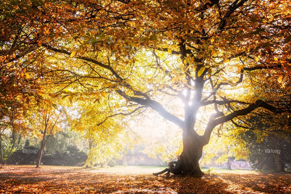 Fall, Tree, Leaf, Wood, Landscape