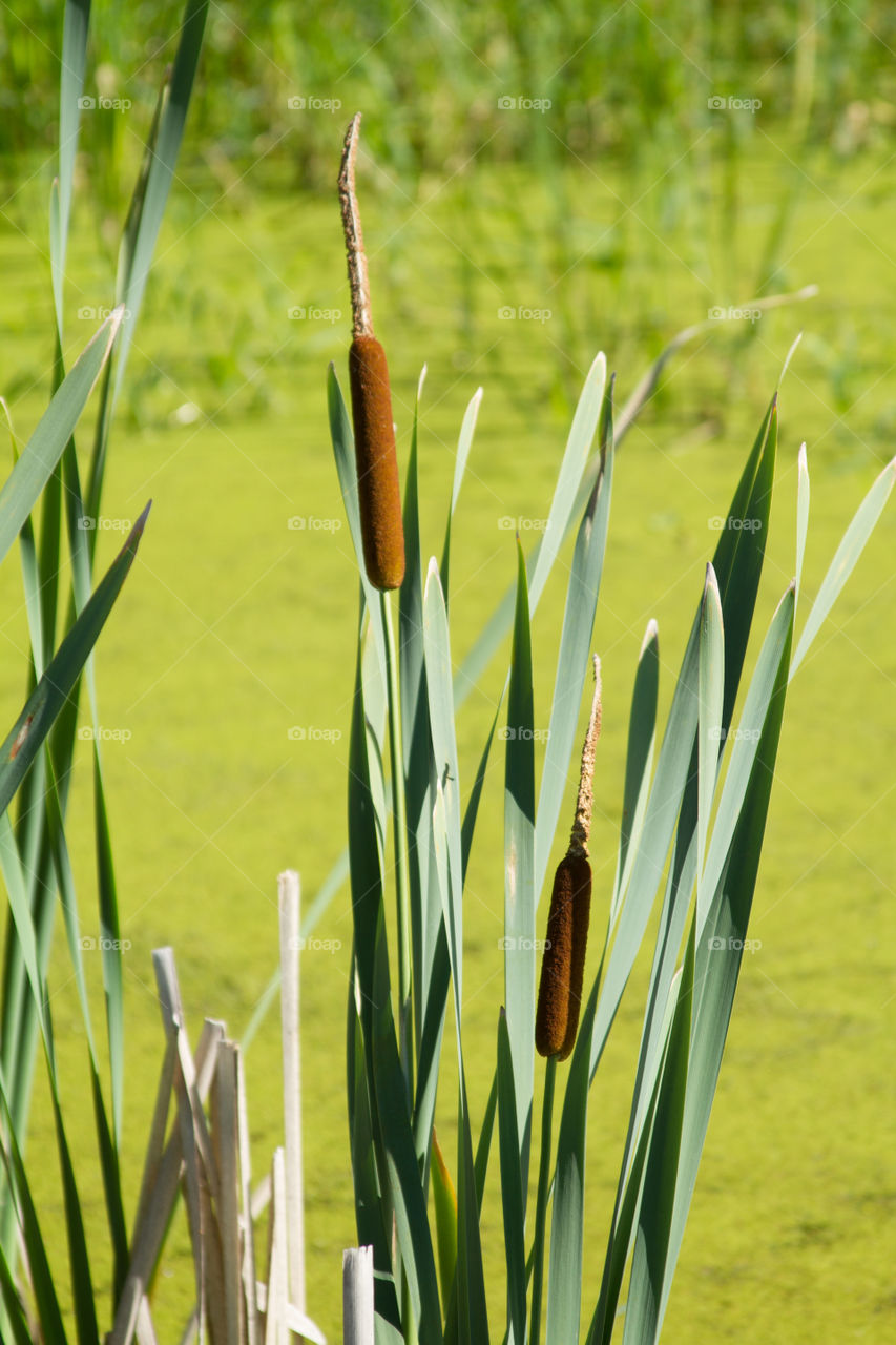 cattail. cattail in a small lake