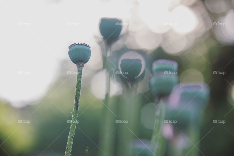 Close-up of poppies