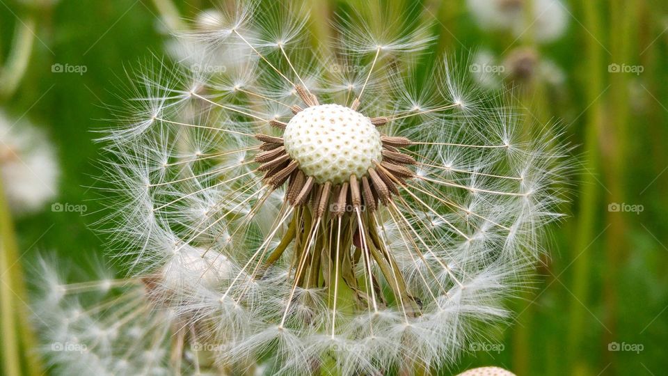 close up of a fluffy dandelion in the grass