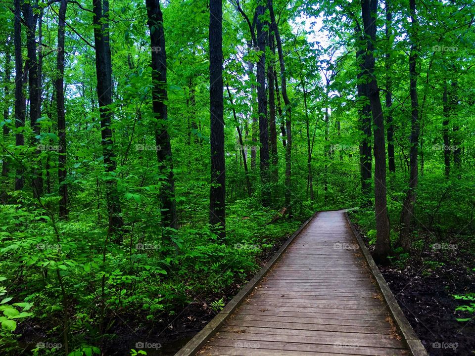 Wooden boardwalk along the forest trail.