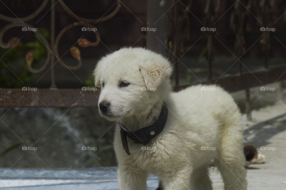 cute white puppy looks like a polar bear looks into the distance