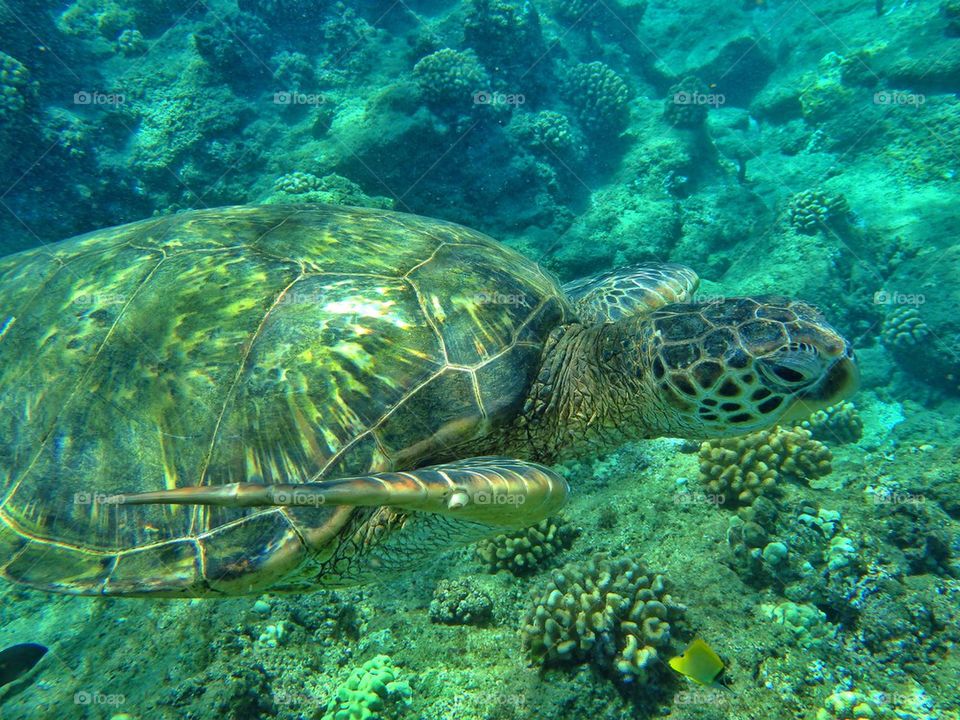 Swimming with green sea turtles.