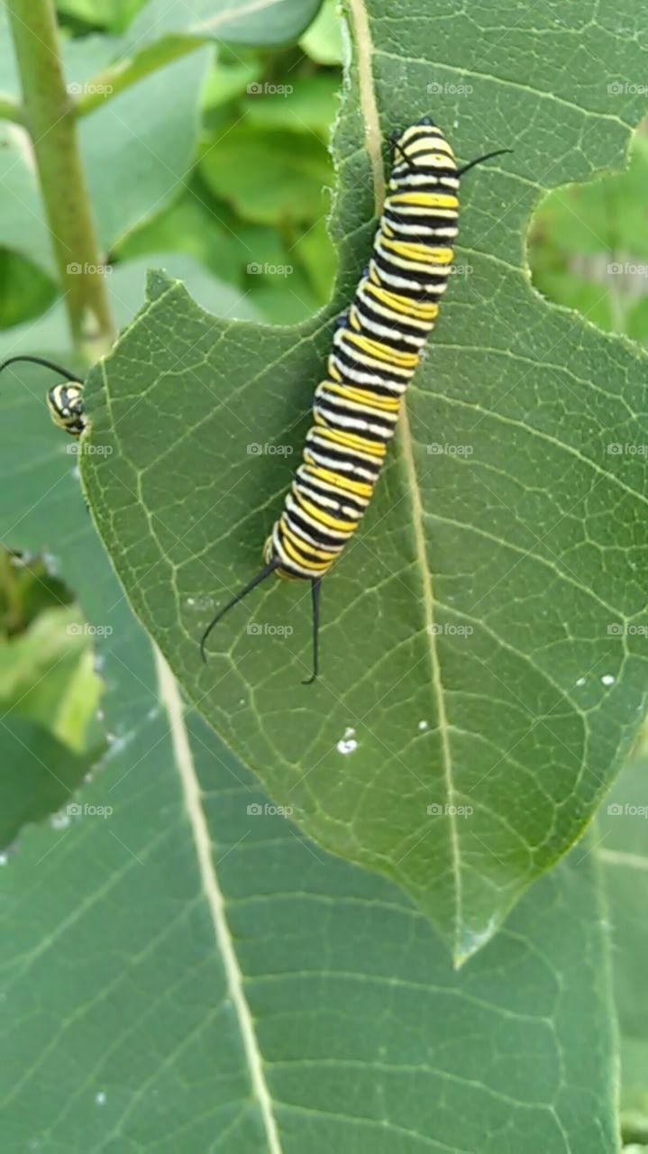 Milkweed muncher