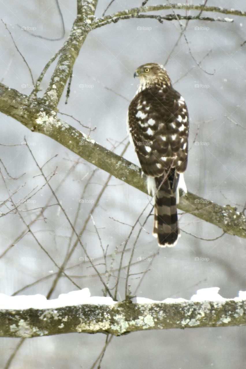 Cooper’s hawk on a branch in the snow