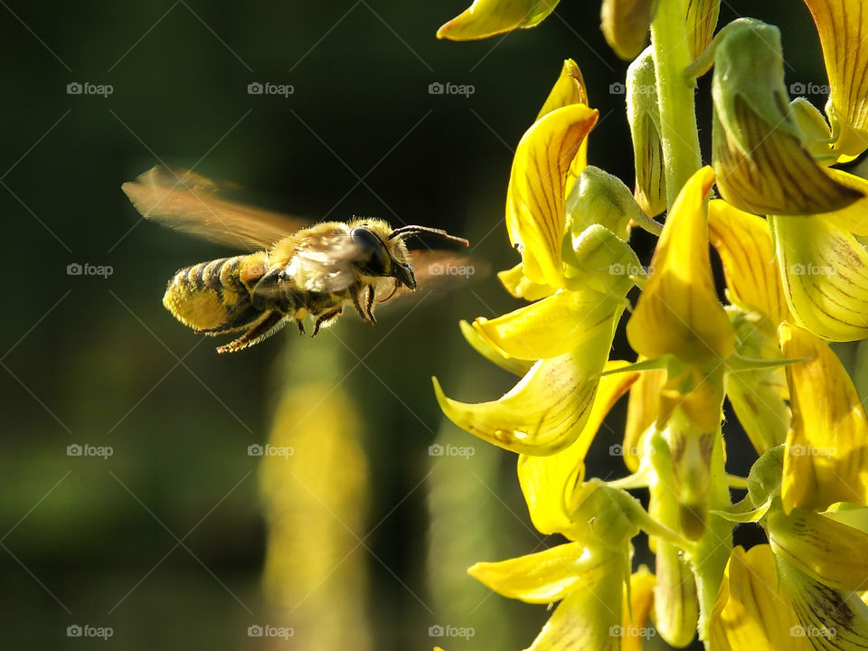 Flying bees take flower nectar