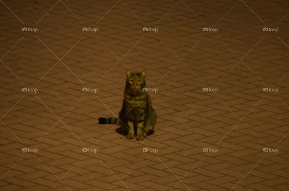 Lonely cat.