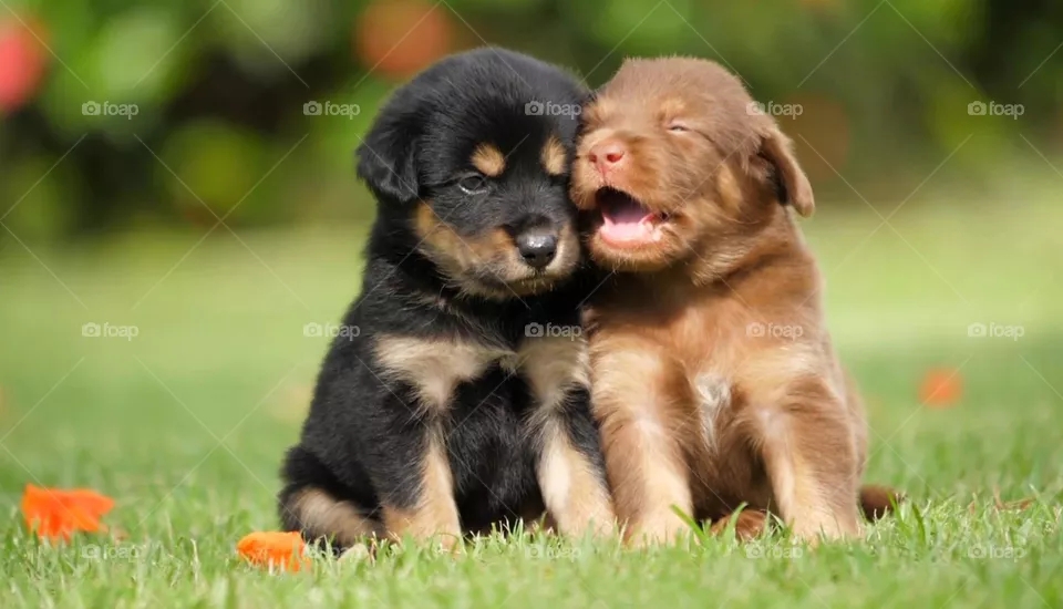 funny dogs