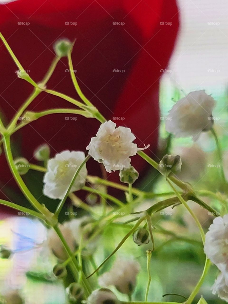 BabysBreath in my Red Rose flower arrangement