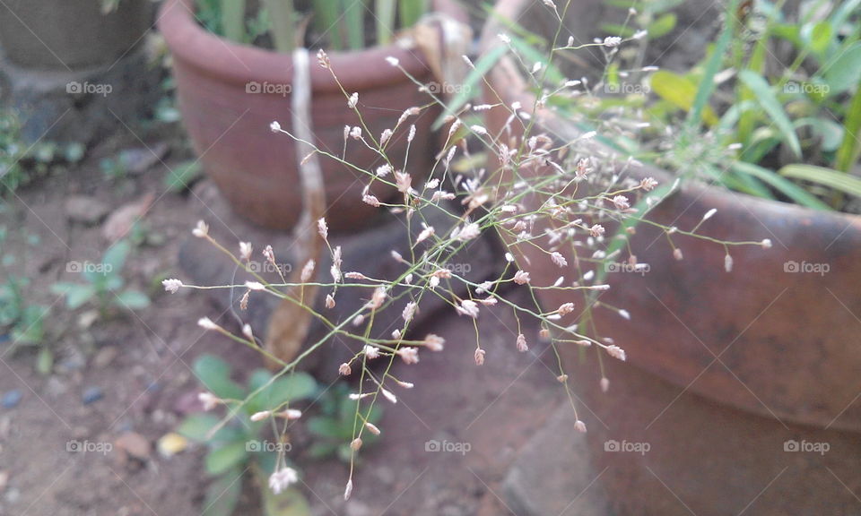 wild grass in my mother's plant