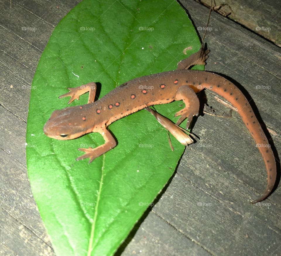 Beautiful newt
