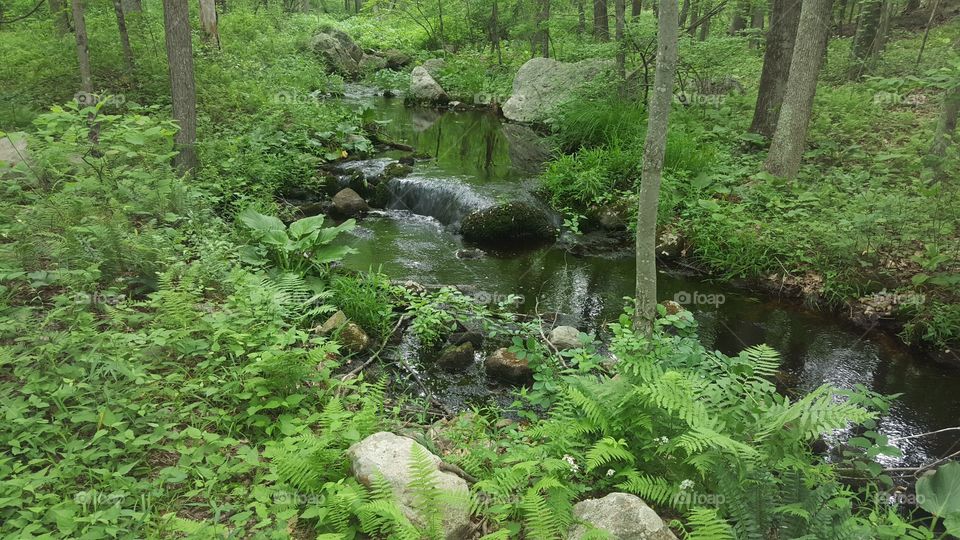 Connecticut woodland stream