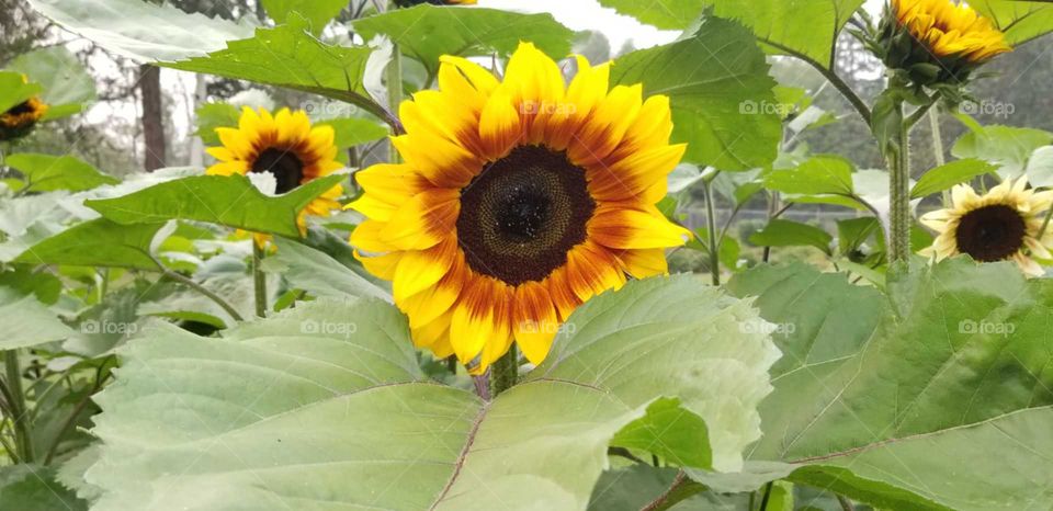 Cozy sunflower