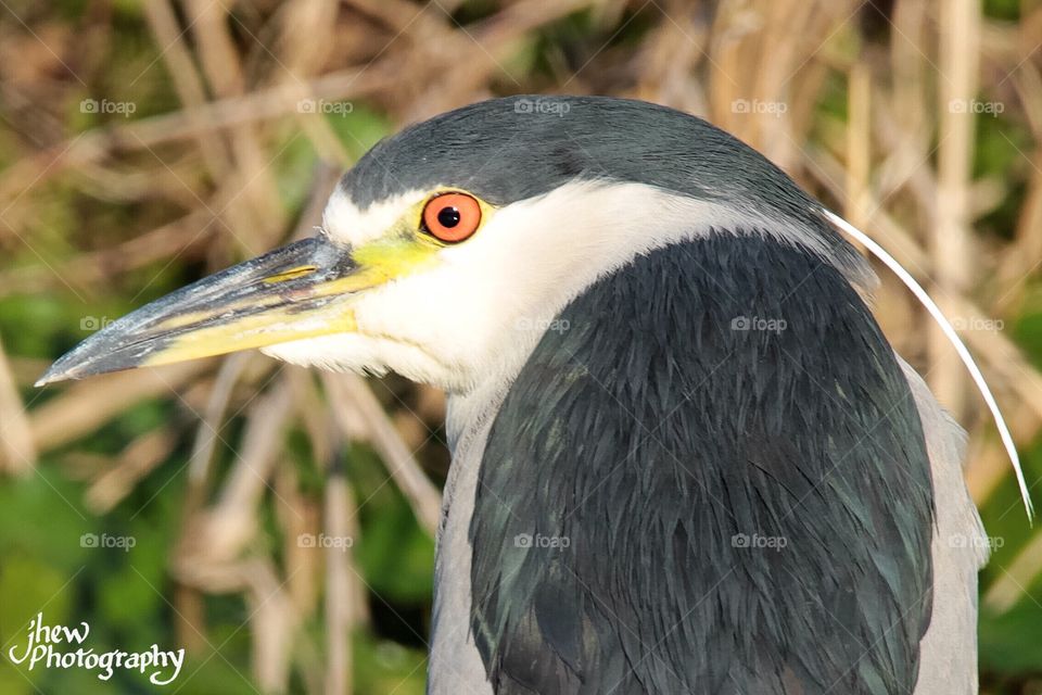 Black-crowned night heron
