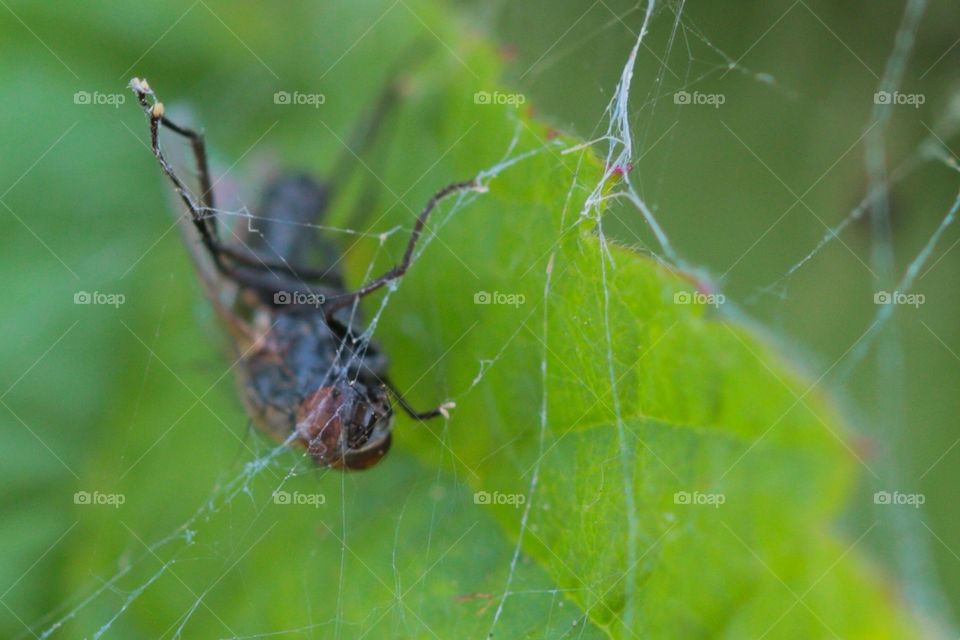 House Fly Trapped In Web. House fly trapped in spider's web