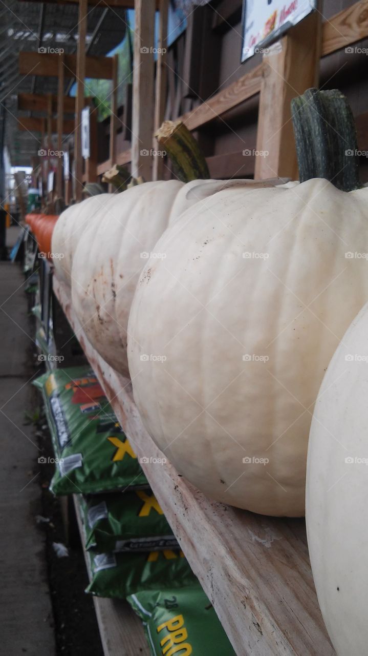 White Pumpkins. pumpkins