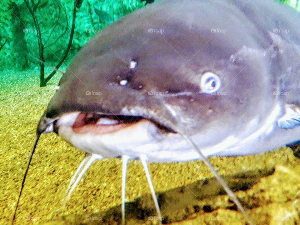 Curious Catfish