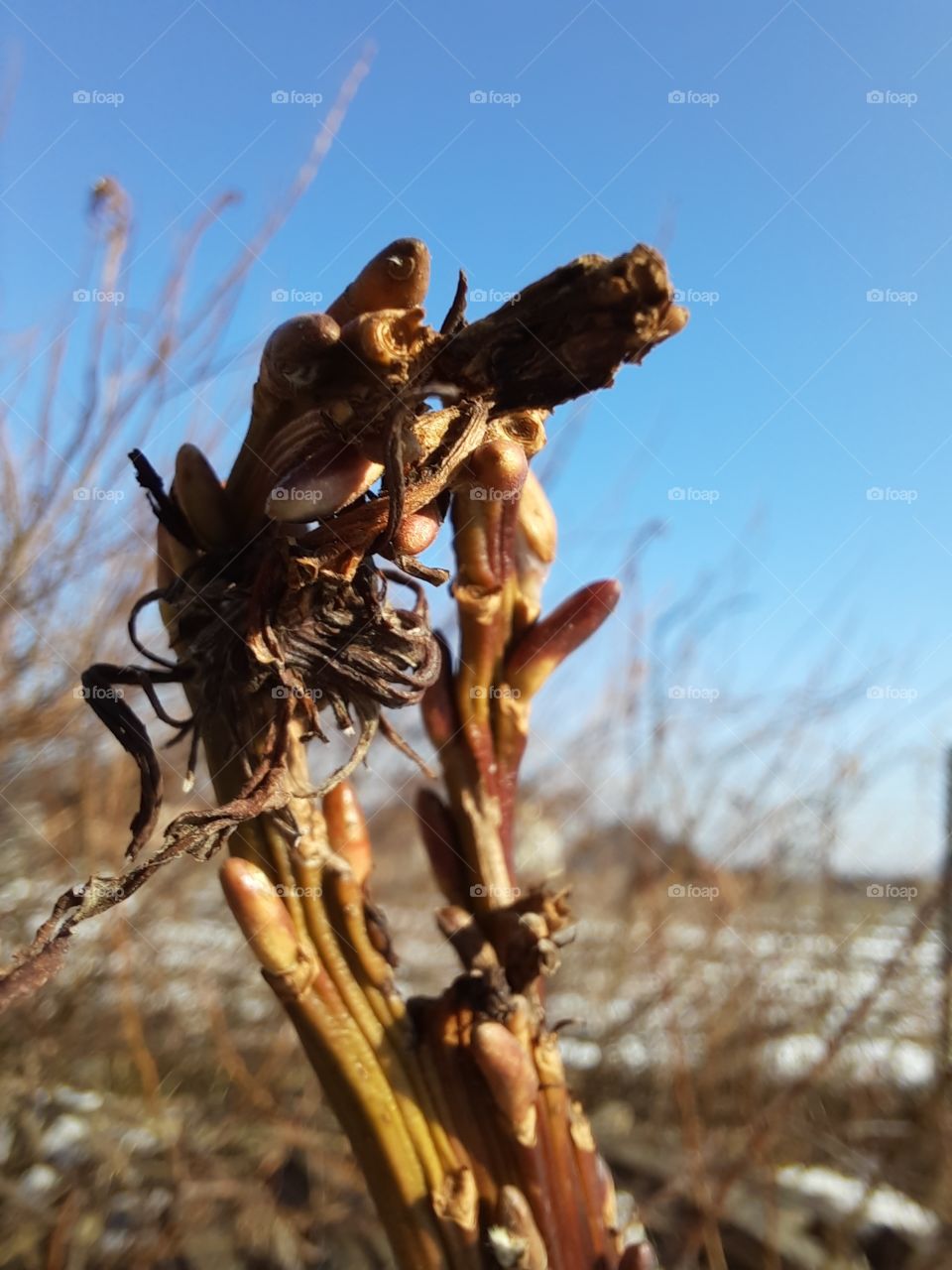 sunlit tape-like shoots of SachalinWillow against blue sky