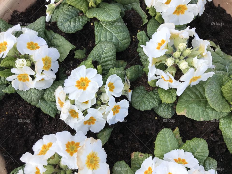 A vibrant primula whose joy eases the negatives of winter.