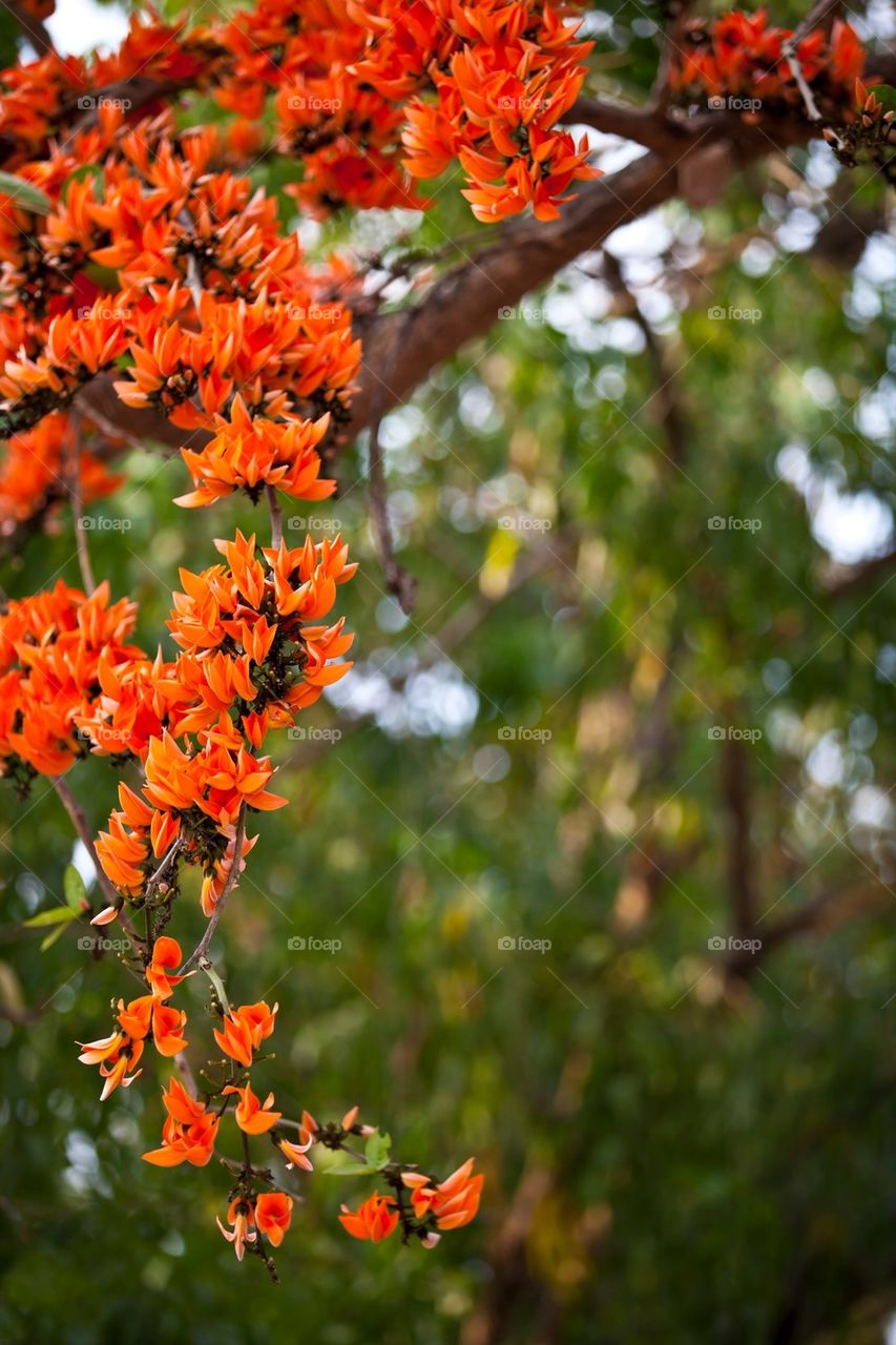 Beautiful orange flowers