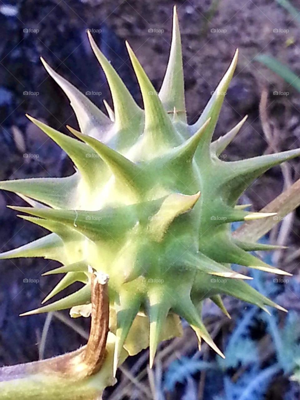 Datura quercifolia common name  Oak- leafed thorn appl