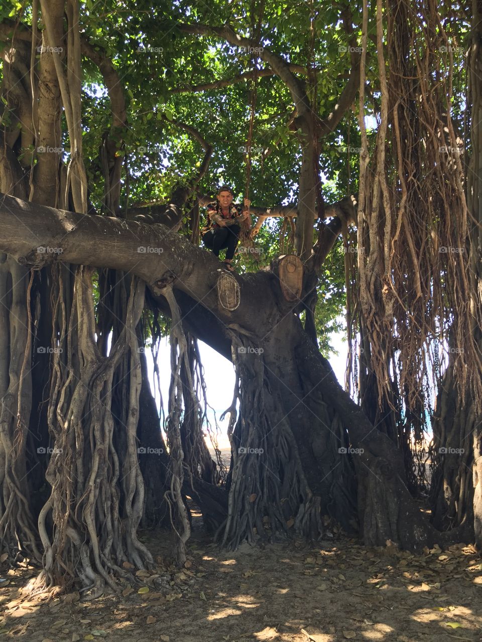 Tree, Wood, Root, No Person, Nature