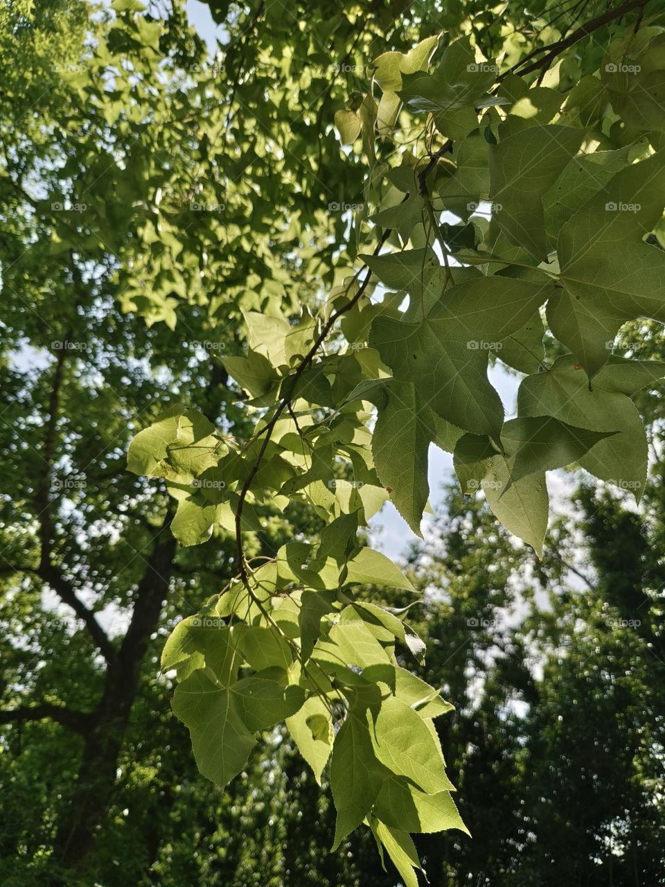 Maple leaves facing the light in the green field
