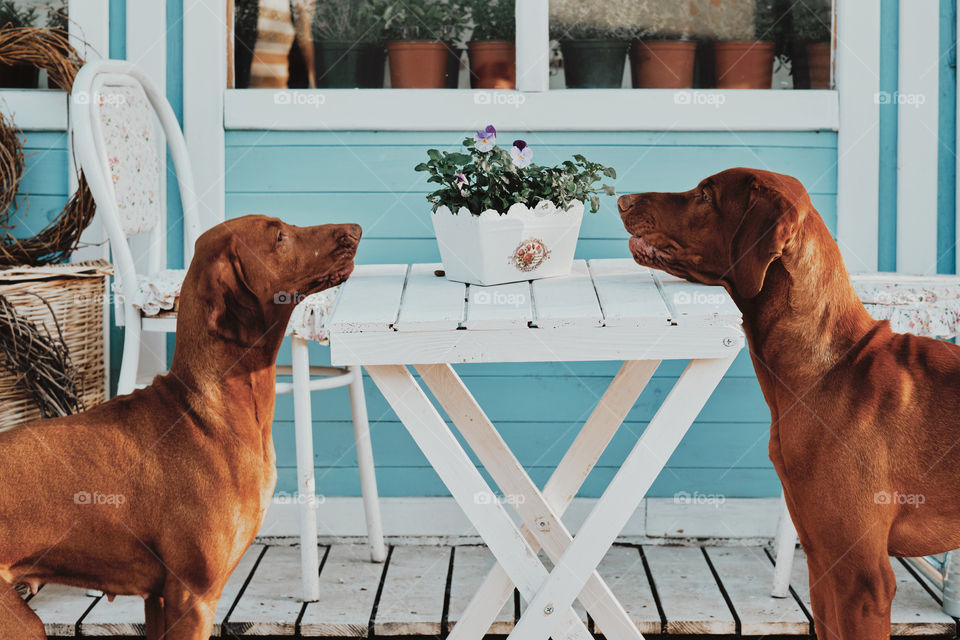 Two dogs eating  together outdoor  