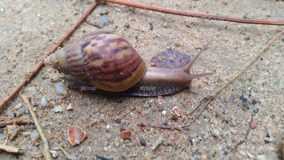 snail/mollusc