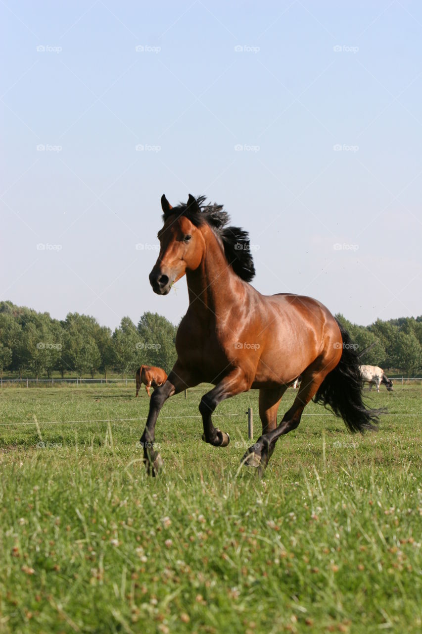 Horse, Mammal, Mare, Equestrian, Stallion