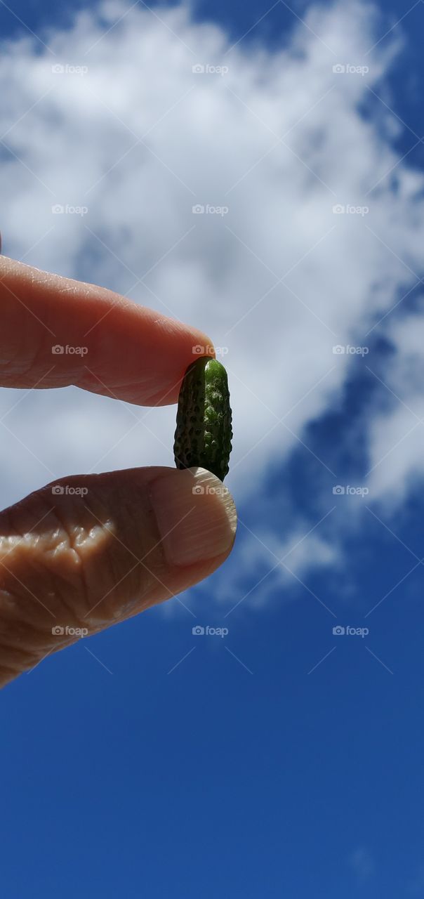 Very small cucumber in the sunshine, held by two fingers against sky. Looking up.