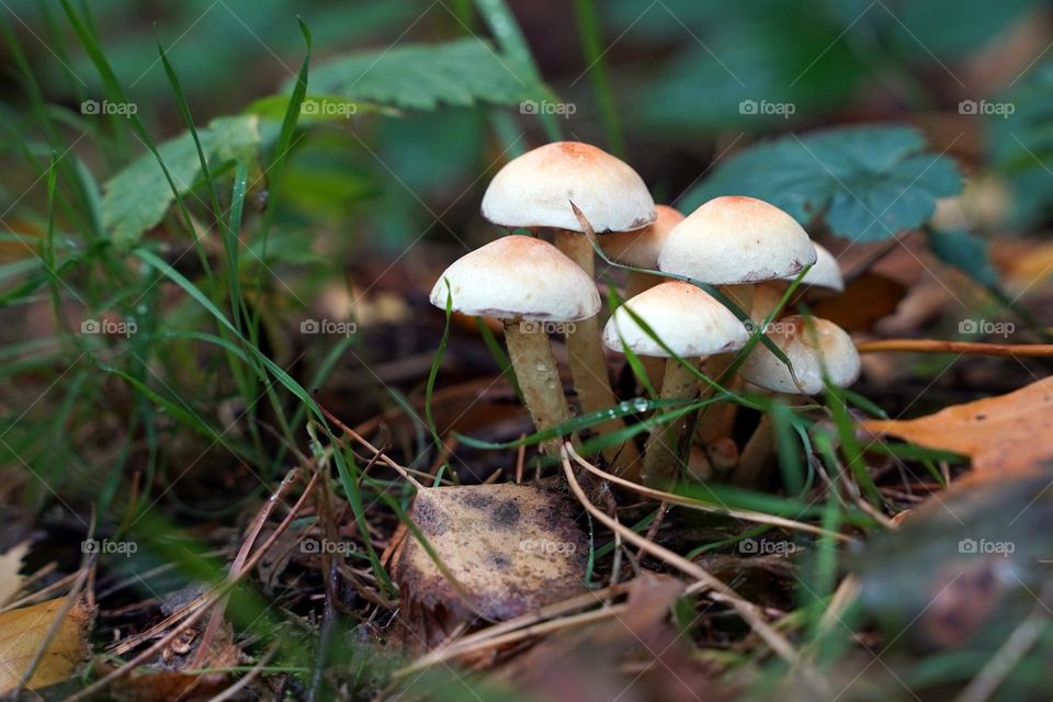 Mushroom in the forest