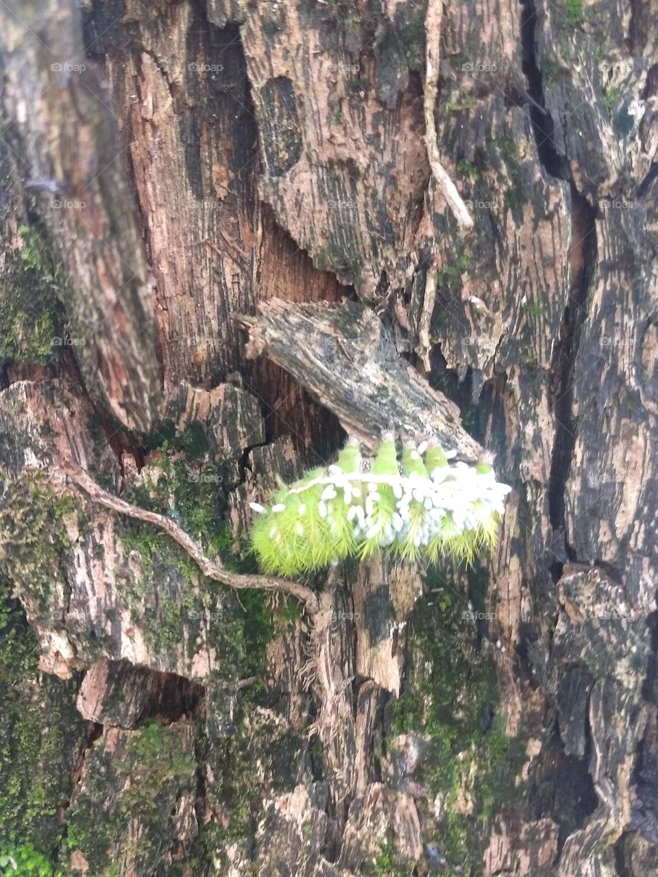 green caterpillar on the tree