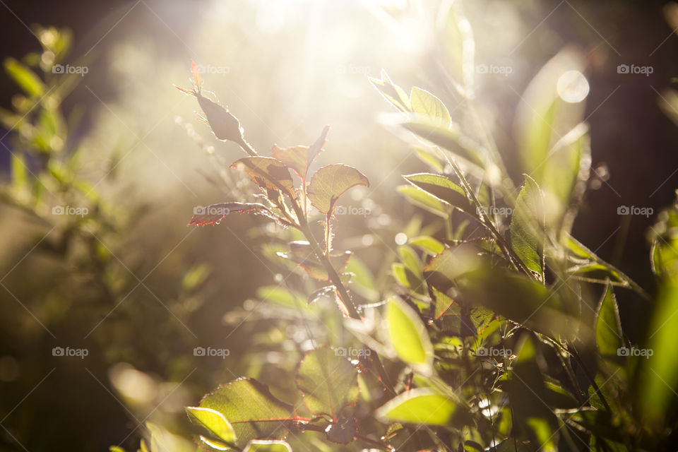Sunlight falling on plant