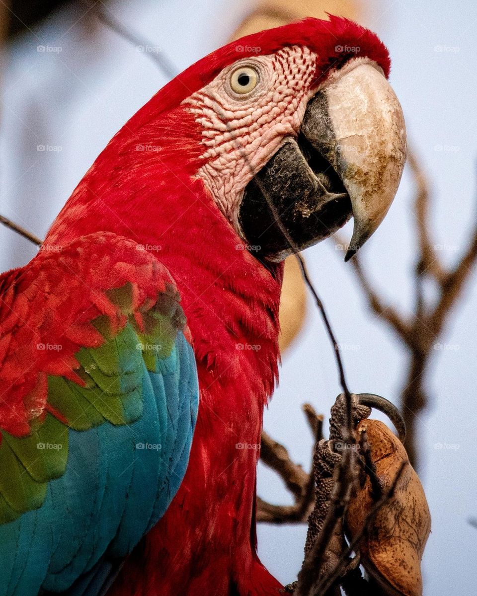 Arara Vermelha se alimentando