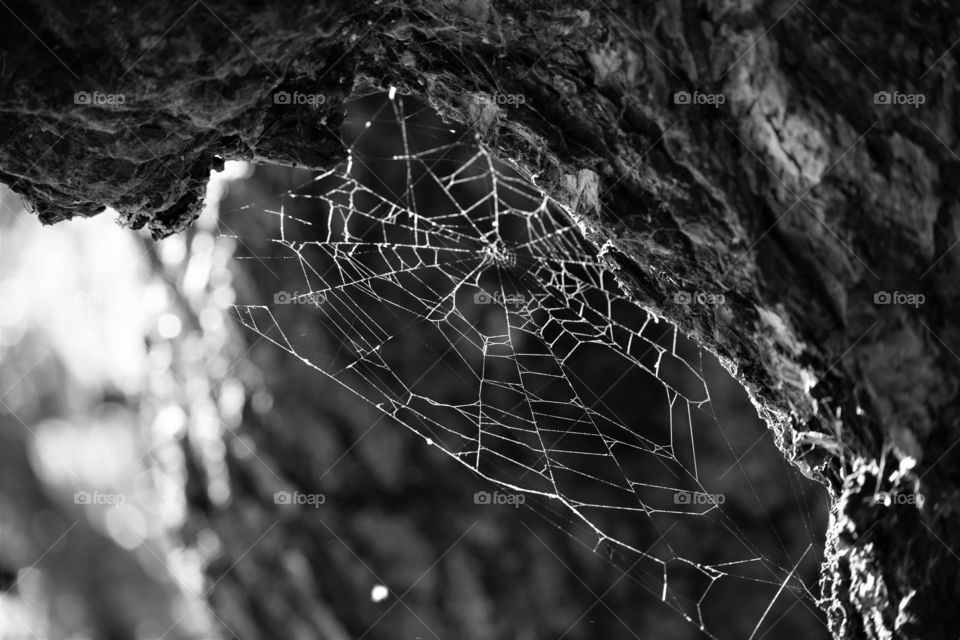 Web