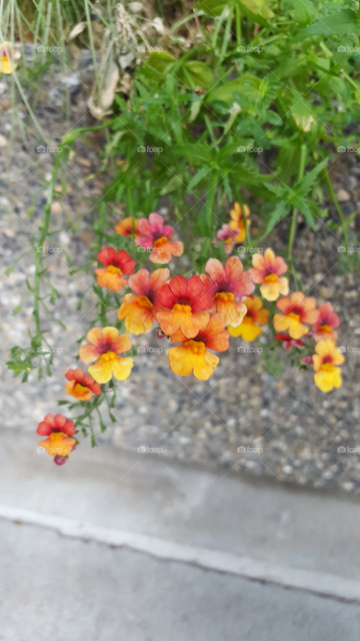 Little flame flowers