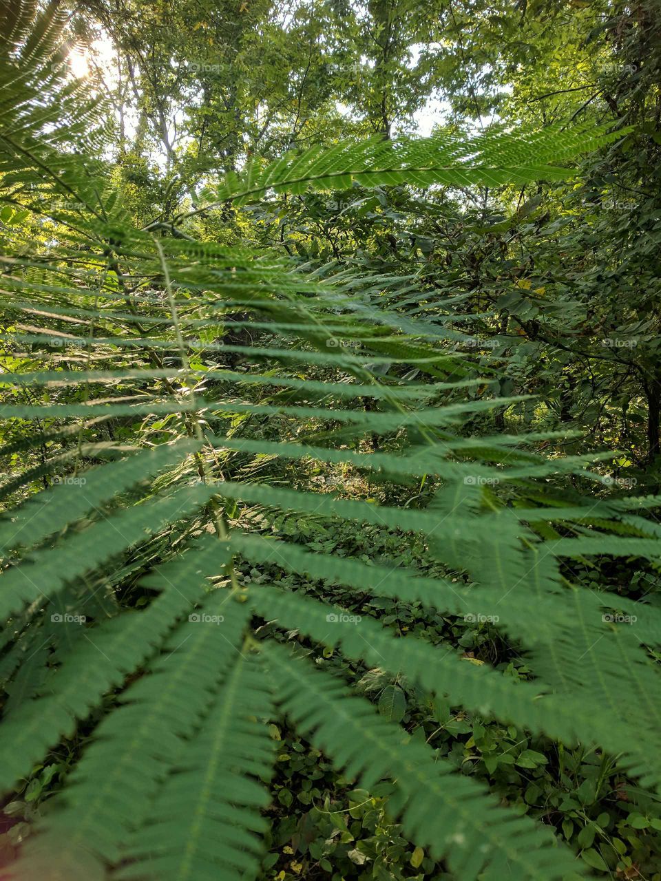 leaves