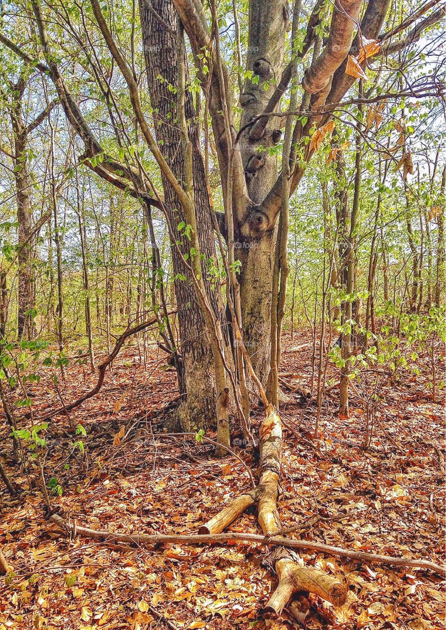 Milford, CT unnamed woodland near the Duck Stream 