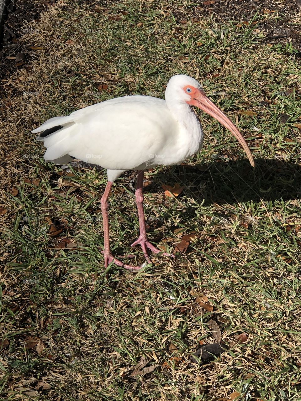 Beautiful pink and white bird